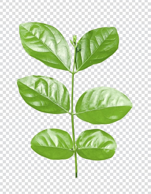 PSD zielony liść zielony liść liście rośliny zielony liść zielony liść zielony liść liść lea