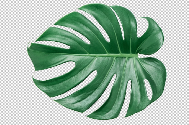 PSD zielony monstera liść na odosobnionym bielu. tropikalni liście