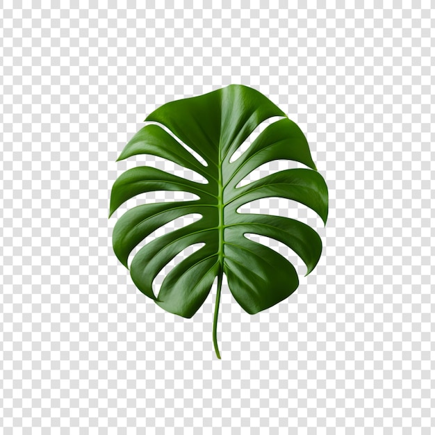 PSD zielony tropikalny liść na przezroczystym tle