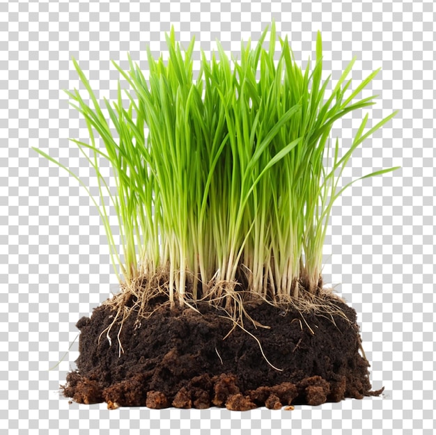 PSD ziemia roślin trawiastych izolowana na przezroczystym tle