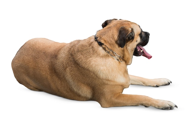 Zijkant van een staande bullmastiff die wegkijkt