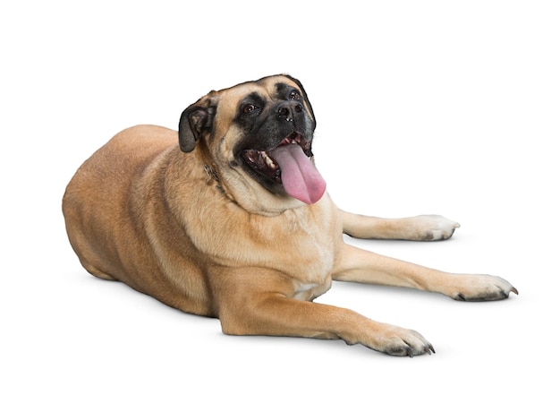 Zijkant van een staande bullmastiff die wegkijkt