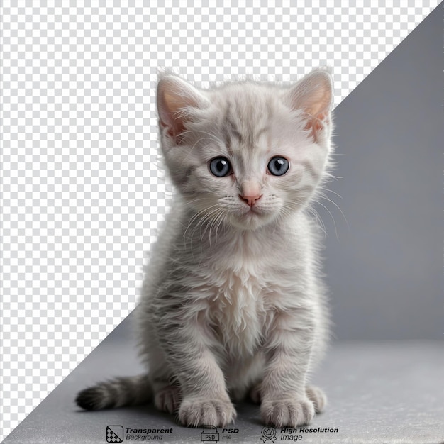 zilveren Schotse kitten geïsoleerd op transparante achtergrond
