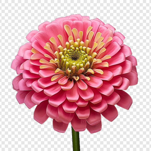 PSD zinnia flower isolated on transparent background