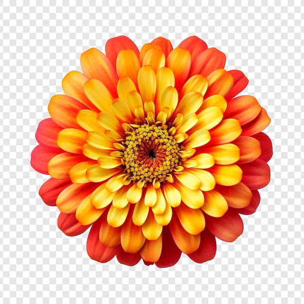 PSD 투명한 배경에 고립된 zinnia 꽃 png