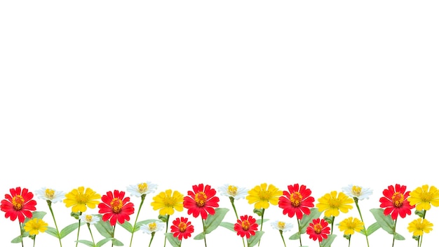 지니아 꽃은 은색, 색 및 노란색으로 투명한 배경 아래 배경에 분리되어 있습니다.