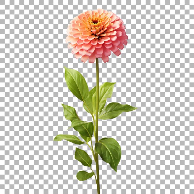 PSD zinnia on transparent background