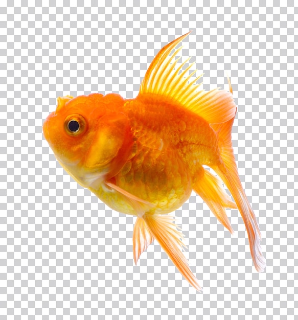 Złota rybka na białym tle