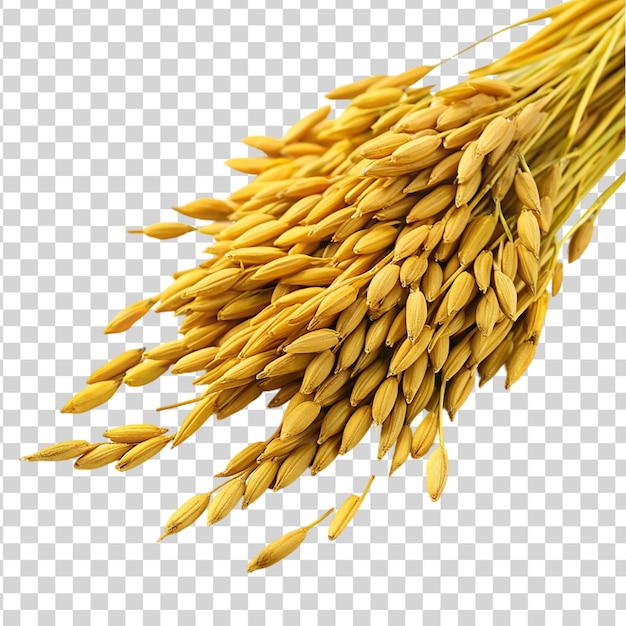 PSD złote nasiona ryżu wyizolowane na przezroczystym tle