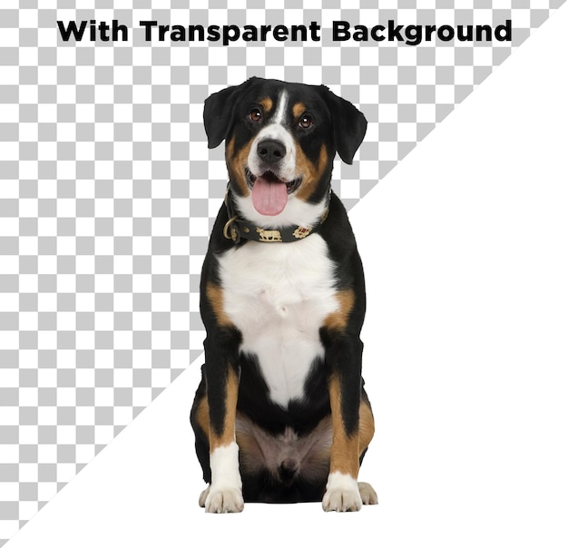 Zoete hond Dierfoto PNG PSD