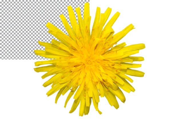 PSD Żółty kwiat mniszka lekarskiego na przezroczystym tle