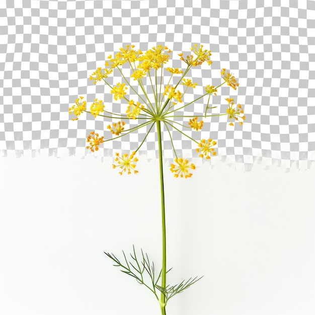 PSD Żółty kwiat stoi na białym tle z szafowanym tłem