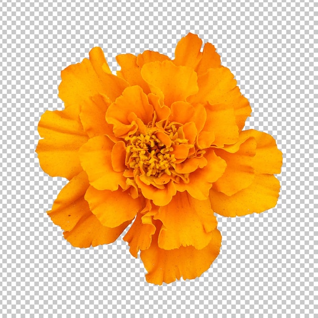 PSD Żółty pomarańczowy kwiat nagietka na białym tle renderowania