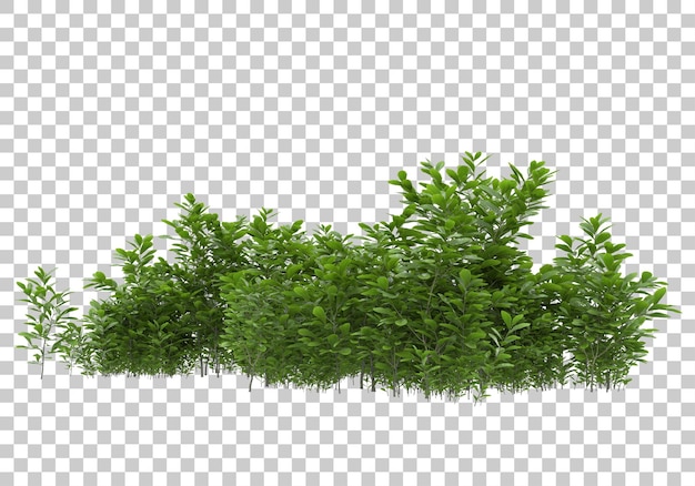 Zomer gebladerte op transparante achtergrond 3D-rendering illustratie
