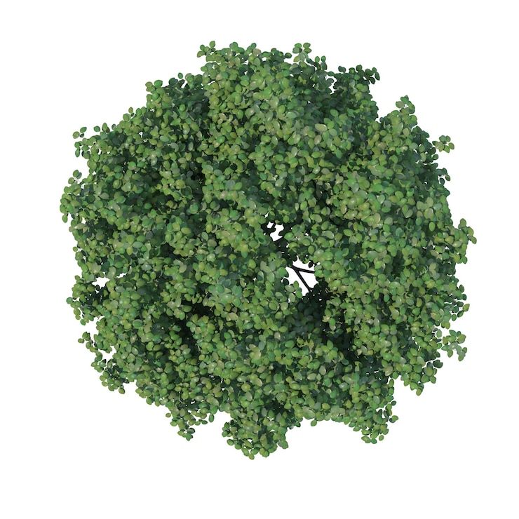 PSD zomer kersenboom geïsoleerde transparante achtergrond 3d-rendering