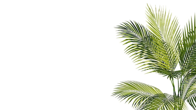 Zomer Tropische palmblaadjes Exotische palmbomen Transparante achtergrond