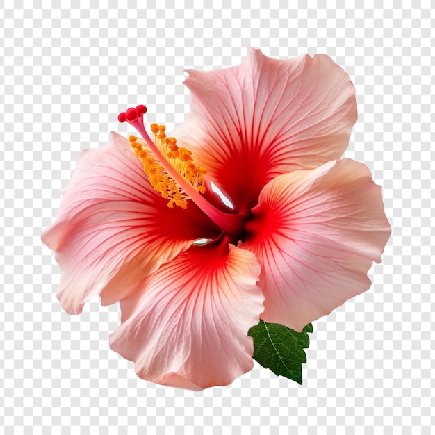 PSD zonsondergang hibiscus bloem geïsoleerd op transparante achtergrond