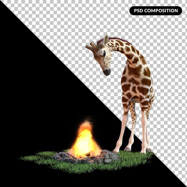 żyrafa z trawą wyizolowana 3D rendering