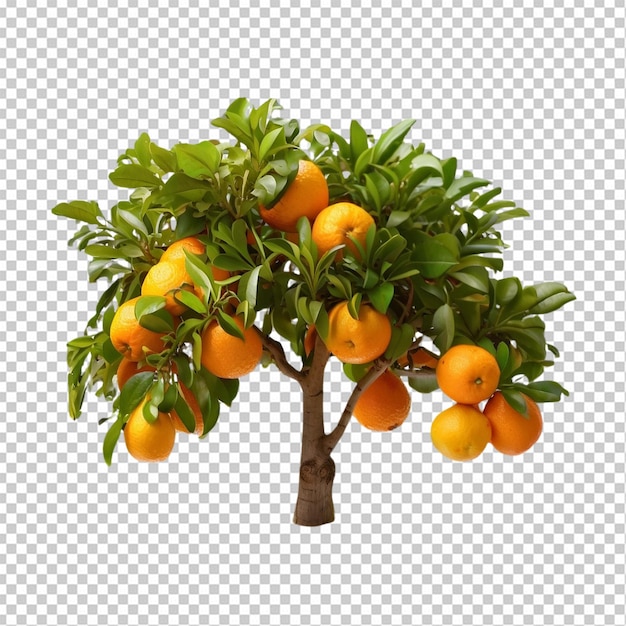PSD Żywe pomarańczowe drzewo z dojrzałymi owocami cytrusowymi