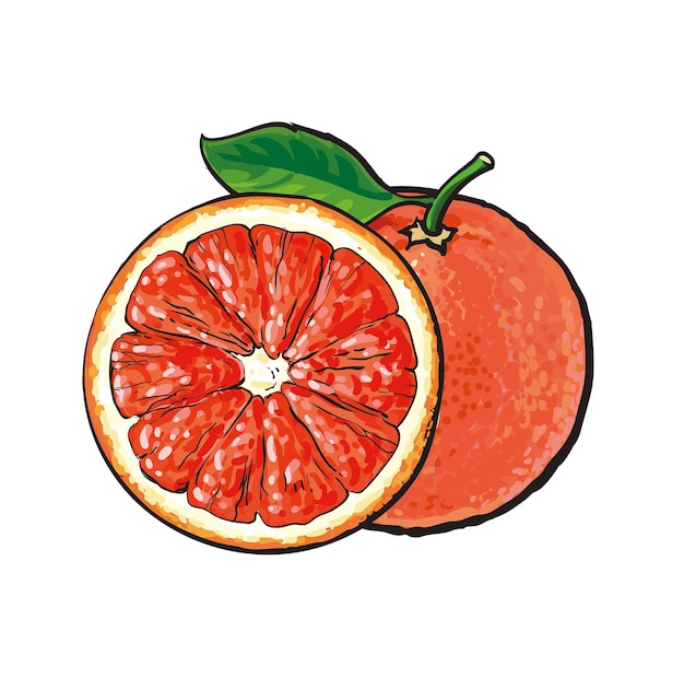Vector 1_0311_01grapefruit_23