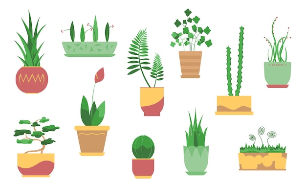 12 houseplants on a background of colorful rectangles