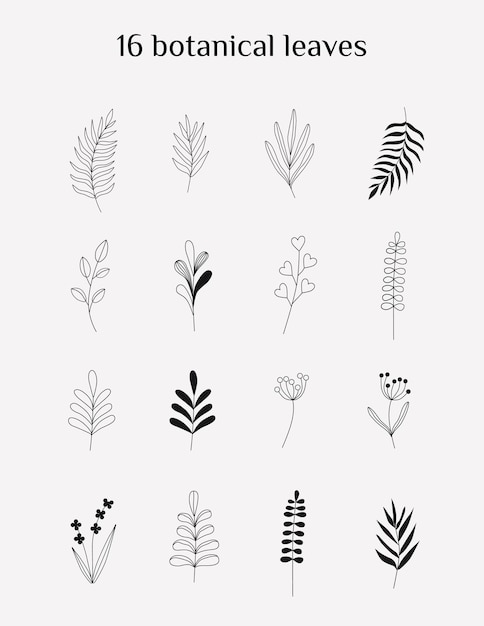 16 Botanische Handgetekende Bladeren Set Vector