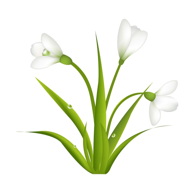 3 Snowdrops With Leaf