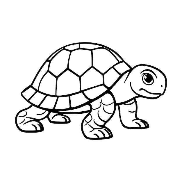 36 tortoise