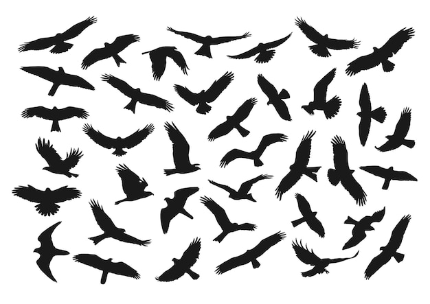 37 birds of prey silhouettes