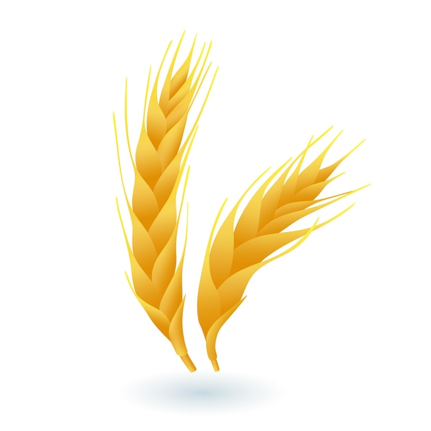 白い背景の上の小麦アイコンの3d漫画スタイルの耳。リアルな全粒穀物フラットベクトルイラスト。農業、農業、有機食品、収穫、自然、パン屋のコンセプト