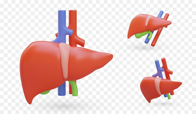 3D color liver with gallbladder and blood vessels view from different sides