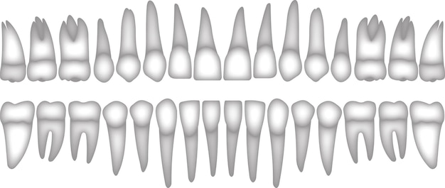 Vettore dentatura 3d