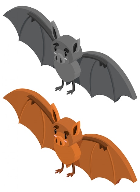 Vector 3d design for two bats