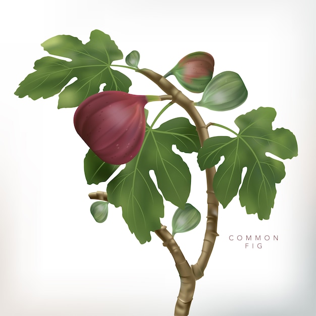  3D illustration Common Fig Tree Illustration in White Background