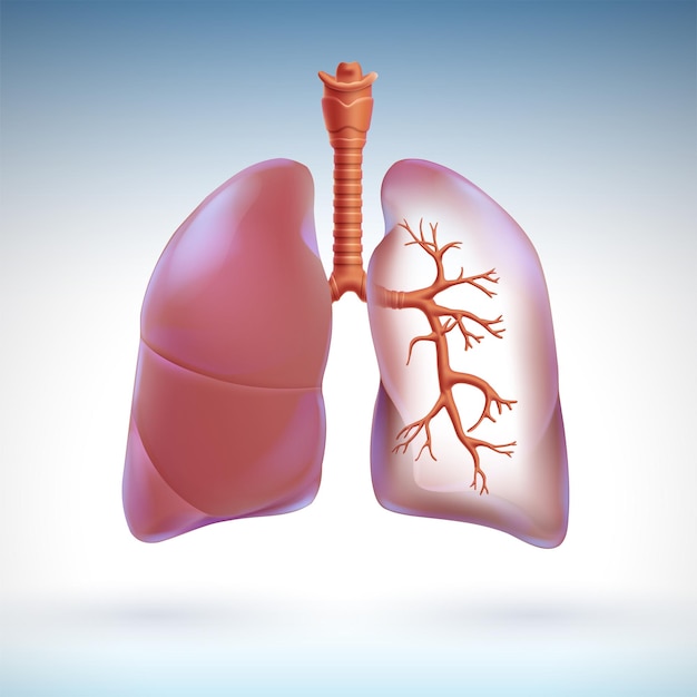 Illustrazione 3d del polmone umano parzialmente trasparente per evidenziare i rami respiratori all'interno.