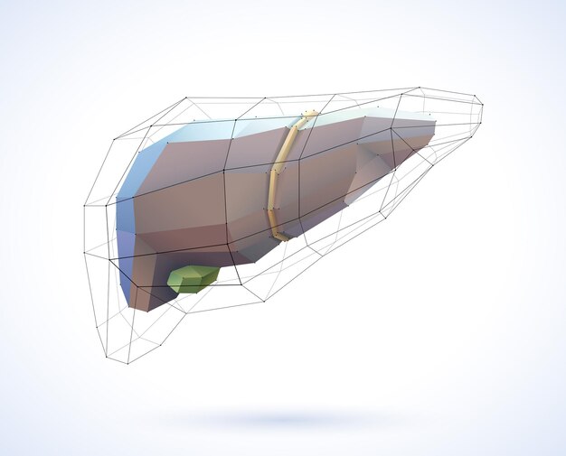 The 3D illustration of the liver is presented in geometric lines for a modern look on a white background