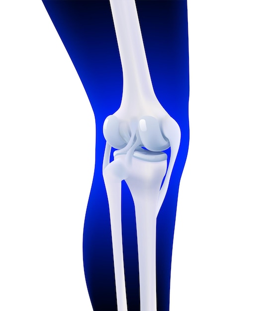 Vector 3d illustration of posterior ligament of human knee bone on dark blue leg silhouette background