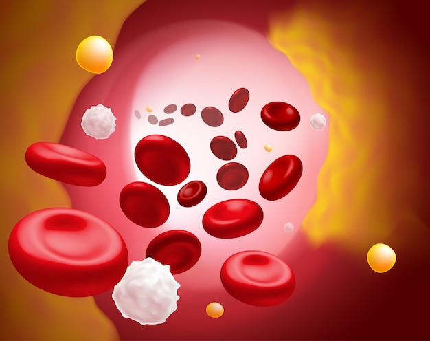 Vector 3d illustration of red blood cells white blood cells and cholesterol clogging the cause of death