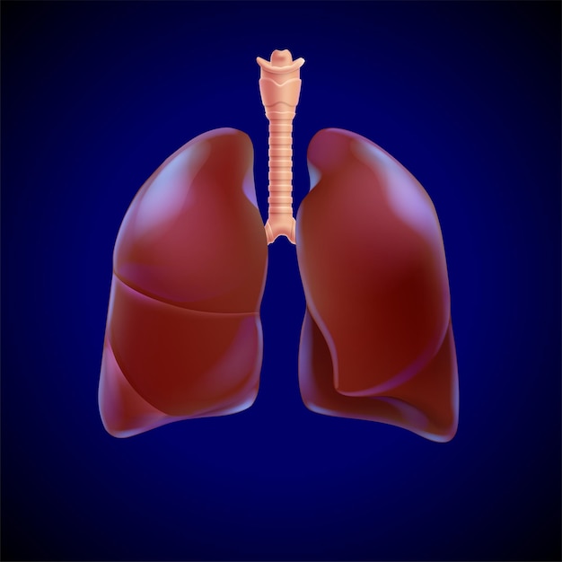 3D illustration of two human lungs realistically presented.