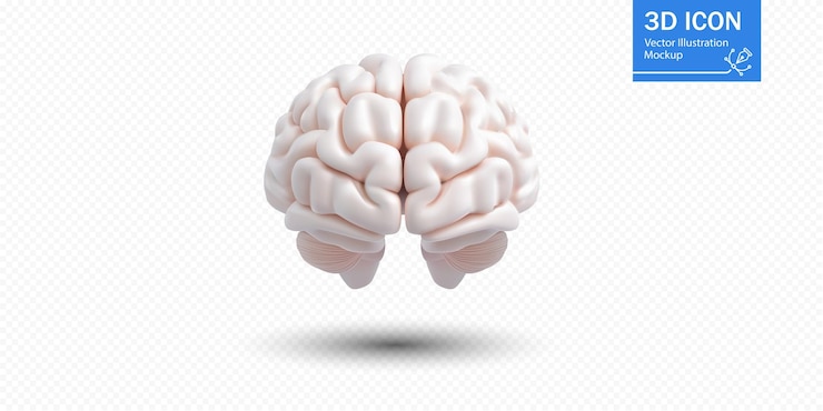 Vector 3d illustration of a white human brain model with a clean background designed for educational and creative projects