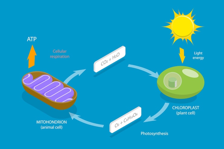 Vector 3d isometric flat vector conceptual illustration of cellular respiration