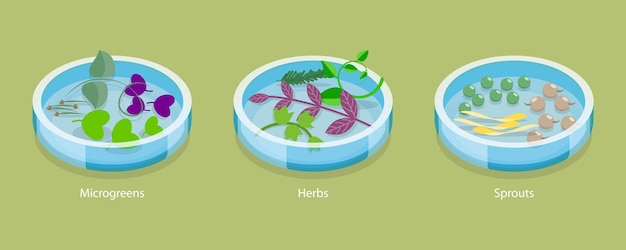 3d isometric flat vector conceptual illustration of microgreen herb and sprouts