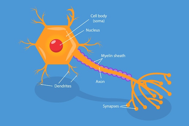 Vettore illustrazione concettuale a vettore piatto isometrico 3d del meccanismo di rilascio dei neurotrasmettitori