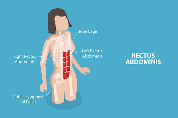 3D 이소메트릭 플래트 터 개념적 일러스트레이션 (Rectus Abdominis)