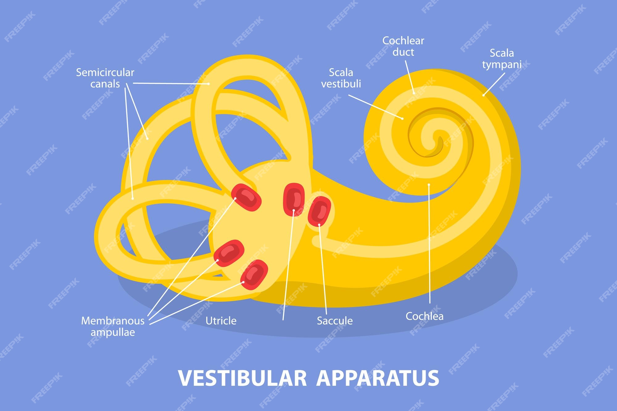 3D Isometric Flat Vector Conceptual Illustration of ... Biology Diagrams