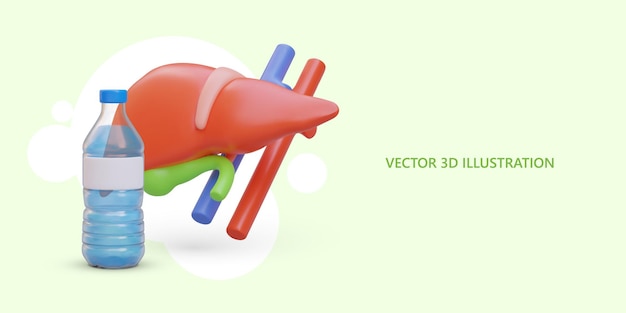 Vector 3d liver with gall bladder transparent water bottle mineral natural table water