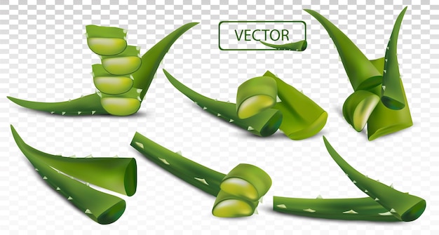 Aloe vera fresca 3d realistica su sfondo trasparente. collezione verde aloe vera. affettare l'aloe. erboristeria. aloe vera un cactus da vicino. illustrazione vettoriale.