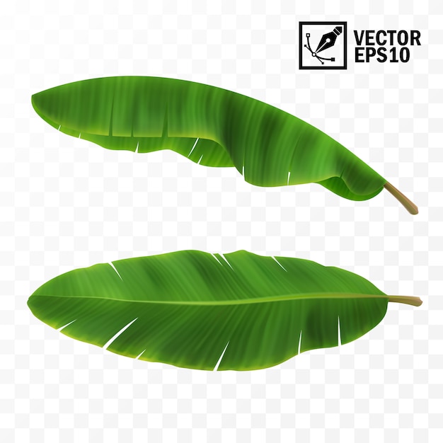 3d realistic   green fresh leaves with banana or palm trees, top view, side view