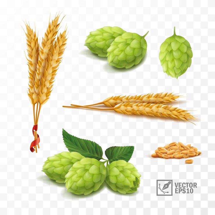 Vector 3d realistic set for beer ears and grains of wheat hop