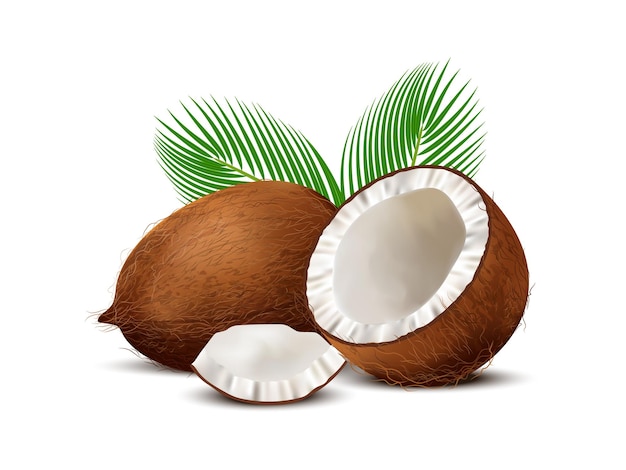 3d realistic set of whole coconut coconut halves and palm leaves on white background